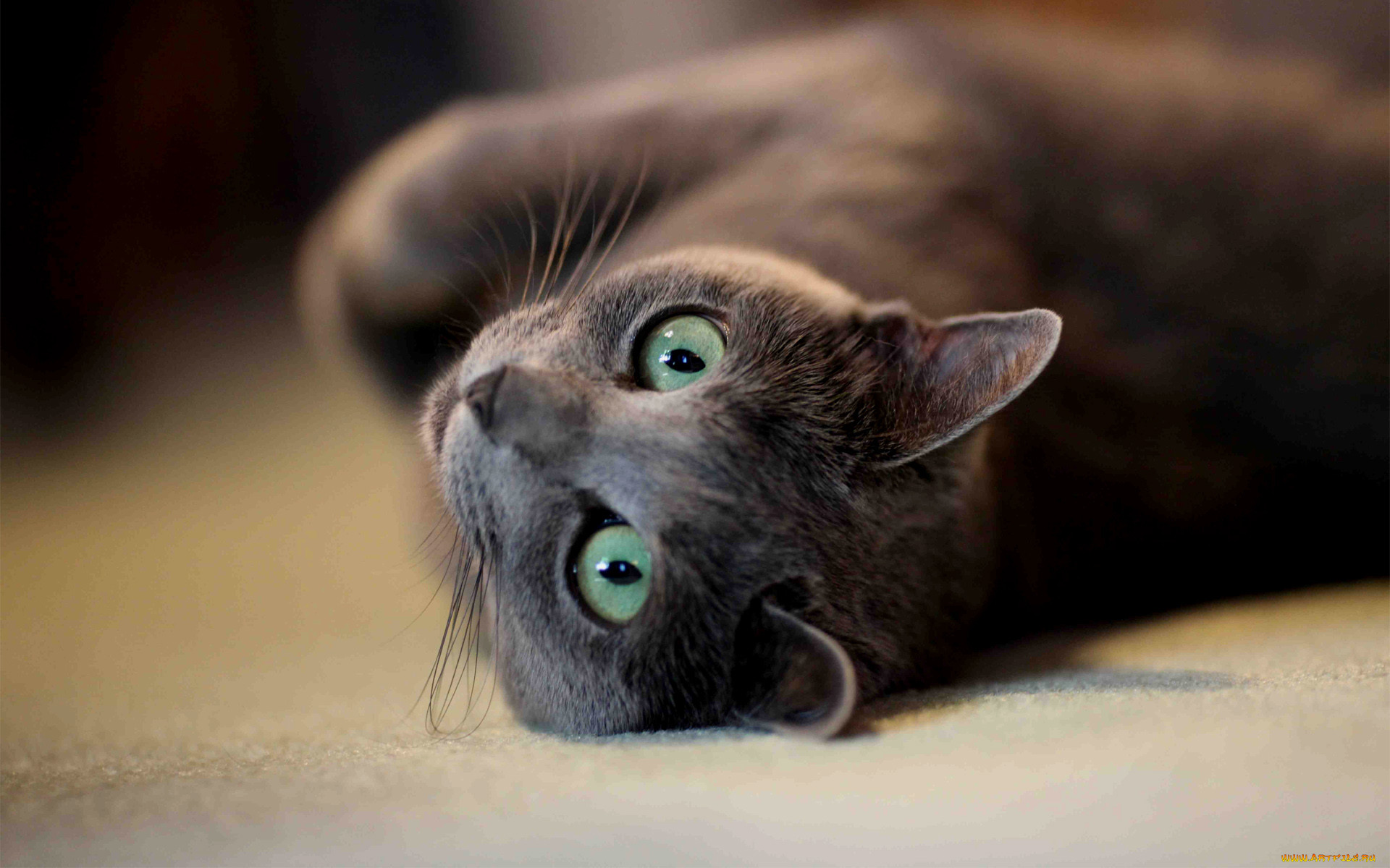 , , cat
